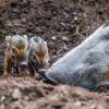 Malá „zlatá prasátka“ se v Zoo Praha narodila vůbec poprvé. Samice je porodila přímo v expozici a vzhledem k jejímu klidu ji chovatelé vůbec neruší a nechávají odchovu co nejpřirozenější průběh. Foto Monika Dolejšová, Zoo Praha