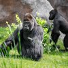 Richard se svým synem Kiburim ve venkovním výběhu starého pavilonu. Ten bude samčí skupina obývat i nadále. Foto Miroslav Bobek, Zoo Praha