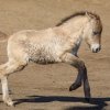 Klisničku Daginu spatří lidé v mongolské expozici Gobi v Zoo Praha. Foto Miroslav Bobek, Zoo Praha
