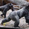 Padesátiletá gorilí stařenka Kamba se vůči nově příchozímu samci Kisumovi překvapivě vymezovala nejvíc. Foto Miroslav Bobek, Zoo Praha