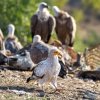 Foto: Miroslav Bobek, Zoo Praha 