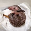 Luskouní samička narozená v Zoo Praha je prvním mládětem těchto jediných šupinatých savců světa v celé Evropě. Foto Miroslav Bobek, Zoo Praha