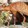 Starší mládě samice Dafne zvědavě zkoumá výběh. Foto Miroslav Bobek, Zoo Praha