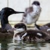 Foto Miroslav Bobek, Zoo Praha