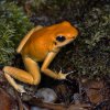 Pralesnička strašná Orange (Phyllobates terribilis Orange) je nejjedovatějším druhem žáby na světě. I ta je v Zoo Praha k vidění na výstavě šípových žab. Foto: Vít Lukáš, Zoo Praha.
