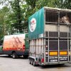 Samec žirafy naložený ve speciálním přepravním voze. Za realizaci transportu děkujeme kolegům ze Safari Parku Dvůr Králové, kteří mají s přepravou nejvyšších zvířat planety bohaté zkušenosti. Foto Arianne Van Den Boogaard