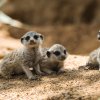 Surikaty. Foto Petr Hamerník, Zoo Praha