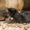 Eira, tayra, hyrare či kuna brazilská – to vše jsou názvy elegantní a štíhlé lasicovité šelmy ze Střední a Jižní Ameriky. Autor: Petr Hamerník, Zoo Praha