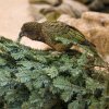 Hraví a zvídaví nestoři kea dostanou vánoční enrichment v pondělí o půl jedenácté ve venkovní voliéře Rákosova pavilonu. Foto Petr Hamerník, Zoo Praha