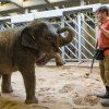 Zaměstnanci pražské zoo pomáhají podpořit chovatelská zařízení na Ukrajině nabídkou speciálních benefičních prohlídek. Stále je možné navštívit například slony s jejich vrchním chovatelem Martinem Kristenem – na snímku při veterinárním tréninku sloní