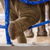 Během veterinární kontroly kopyt slůně samo prostrčí nohu úpony v kontaktní stěně. Foto Petr Hamerník, Zoo Praha