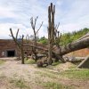 Pohled na výstavbu venkovního výběhu pro gorily nížinné. Autor: Petr Hamerník, Zoo Praha 