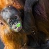 Mezi oblíbenou zeleninu orangutaního mláděte Harapana patří rajčata, okurky, papriky nebo fenykl. Foto Petr Hamerník, Zoo Praha 