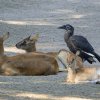 Seznámení se stádem vodušek abok proběhlo poklidně a nyní mládě běžně sedává v jejich blízkosti. Foto Petr Hamerník, Zoo Praha