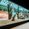 V rozlehlé vnitřní expozici budou rodinné skupině dělat společnost guerézy pláštíkové. Foto Petr Hamerník, Zoo Praha