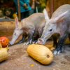 Lákavý hmyz hrabáči z tykví obratně vydolují pomocí svého dlouhého lepkavého jazyka. Foto Petr Hamerník, Zoo Praha