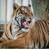 Achilles si na nové prostředí teprve zvyká. Jeho adaptace sice probíhá pozvolně, avšak klidně. Foto Petr Hamerník, Zoo Praha