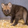 Mláďata opustí boudu a půjdou do výběhu, jakmile to dovolí venkovní teploty. Foto Petr Hamerník, Zoo Praha