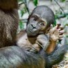 Druhé letos narozené mládě gorily nížinné v Zoo Praha, které dnes dostalo jméno Gaia. Genetické testy potvrdily domněnky chovatelů, že jde o samičku. Foto Petr Hamerník, Zoo Praha