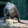 Lachtani jihoafričtí dostanou ryby či olihně zamražené do ledových kostek během ukázky veterinárního tréninku ve 13.30. Foto Petr Hamerník, Zoo Praha