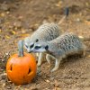 Oblíbené surikaty naleznou v dýních hmyz. Foto Petr Hamerník, Zoo Praha