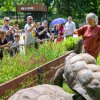 Červená barva melounu je pro „želví obry“ velmi atraktivní – v přírodě totiž signalizuje zralé plody. Foto Petr Hamerník, Zoo Praha
