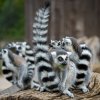 Na Ostrově lemurů už jarní počasí láká jeho pruhované obyvatele k dovádění. Foto Petr Hamerník, Zoo Praha