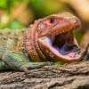 Masivní oranžová hlava a velké černé oči dodávají dracénám krokodýlovitým atraktivní vzhled. Zaujme také široký, tmavý jazyk. Foto Petr Hamerník, Zoo Praha