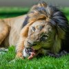 Krmení lvího samce Jamvana začne v 15.00. Foto Petr Hamerník, Zoo Praha