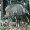 Foto Petr Hamerník, Zoo Praha
