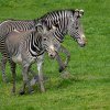 Zebra Grévyho je nejen největším, ale i nejohroženějším druhem zebry. Od ostatních zeber je odlišuje například velmi úzké pruhování. Foto Petr Hamerník, Zoo Praha