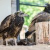 Aktuální podoba supa Kaliho (v popředí) již připomíná dospělého jedince. Do kompletního šatu dospělých nicméně dospěje až na počátku příštího desetiletí. Foto Petr Hamerník, Zoo Praha