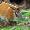 Návštěvníci mohou nově selata pozorovat i ve venkovním výběhu. Foto Petr Hamerník, Zoo Praha