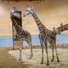 Seznamování Niary s pražskými samicemi. Foto Petr Hamerník, Zoo Praha