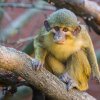 Talapoin severní, jeden z nejmenších primátů Afriky, zaujme nazelenalou barvou srsti a mezi opicemi výjimečnou schopností plavat. Portrét vůdčího samce Šklíby na adopční listině vykouzlí úsměv na tváří nejednomu milovníkovi zvířat. Foto Petr Hamerník