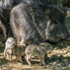 Letos přišla na svět v Zoo Praha čtyři mláďata pekariho Wagnerova, z toho byla v jednom vrhu rovnou trojčata. Foto Petr Hamerník, Zoo Praha