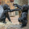 Mobi a Gaiu mohou návštěvníci často zachytit při hře. Foto Petr Hamerník, Zoo Praha