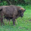 Zubři byli v minulosti považováni za obyvatele hlubokých lesů. Tamnímu životu se ale museli spíše přizpůsobit, když byli vytlačeni z lesostepní krajiny. Foto Petr Hamerník, Zoo Praha