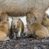 Kapybary se umí potopit až na deset minut. Foto Petr Hamerník, Zoo Praha