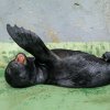 Zoo Praha chová lachtany s malými přestávkami od roku 1934. První zástupci této skupiny – tehdy ještě lachtani kalifornští – byli darováni slavným hercem Vlastou Burianem. Lachtany jihoafrické chová pražská zoo nepřetržitě od roku 1991. Foto Petr Ham