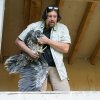 Kurátor ptáků Zoo Praha Antonín Vaidl vynáší mladého orlosupa bradatého z hnízda na veterinární kontrolu před transportem. Foto Petr Hamerník, Zoo Praha