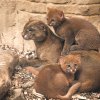 Návštěvníci Zoo Praha naleznou rodinu jaguarundi v horní části areálu v expozici Jihoamerických šelem nad výběhem vyder severoamerických. Foto Petr Hamerník, Zoo Praha