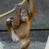 Malý Harapan je jedním z nejoblíbenějších obyvatel Zoo Praha a současně patří k chovatelsky nejvýznamnějším mláďatům. Foto Petr Hamerník, Zoo Praha