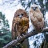Mládě ketupy Pelovy (na snímku vpravo) se vyznačuje světlým zbarvením a zbytky prachového peří. Návštěvníci jej tak po boku jeho rodičů lehce poznají. Foto Petr Hamerník, Zoo Praha