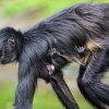 Zaostřit na břicho dominantní samice – takový je klíč pro spatření mláděte chápana středoamerického mexického. Foto Petr Hamerník, Zoo Praha