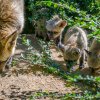 Chovnému samci je devět let – o dva roky více, než se tento druh běžně dožívá v přírodě. V lidské péči však může dosáhnout až téměř dvakrát delšího života. Foto Petr Hamerník, Zoo Praha