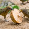 : Mláďata se téměř ihned zapojila do her dospělců. Nestoři kea jsou výjimečně vynalézaví a v Zoo Praha proto pravidelně dostávají na hraní různé hlavolamy. Nalevo dospělec, napravo jedno z letošních mláďat. Foto Petr Hamerník, Zoo Praha