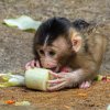 Foto: Petr Hamerník, Zoo Praha