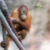 Pustakawan i Harapan jsou přímými potomky samce Kamy, prvního československého orangutana narozeného 1971. Na snímku je čtyřletý Kawi, jehož jméno znamená v indonéštině „knihovník“. Foto Petr Hamerník, Zoo Praha