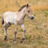 Měsíční klisnu Barunku mohou lidé spatřit v rozlehlém výběhu na Dívčích hradech, který spravuje Zoo Praha, spolu se svou pětiletou matkou Khamiinou a dalšími pěti koňmi. Foto Petr Hamerník, Zoo Praha